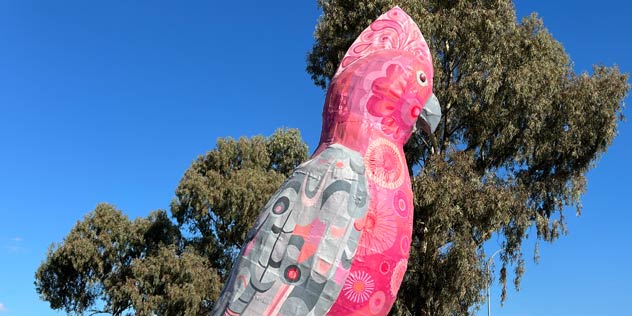 The big galah at Kimba