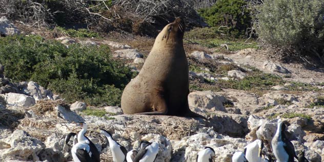 Australian sea lion on Jones Island