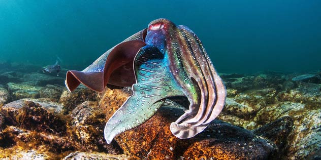A giant cuttlefish at Stony Point. Credit Carl Charter