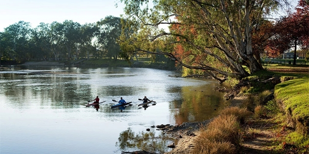 three kayakers paddling down the Murray river