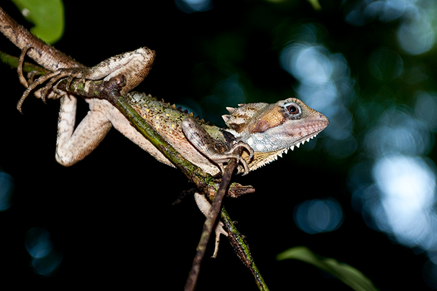 Nocturnal wildlife