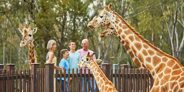 A couple and two boys smiling as they look up at a mother and baby giraffe behind a wood fence.