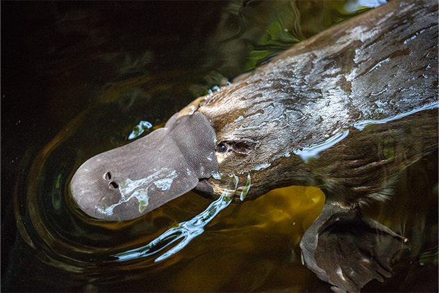 Platypus Southern Highlands