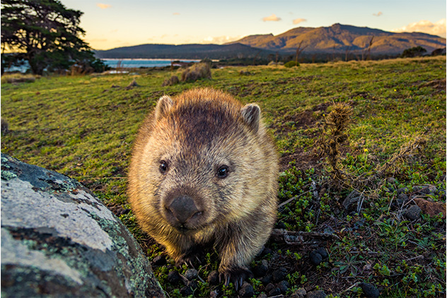 Wombat Maria Island